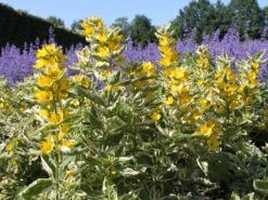 Gilbweiderich 'Alexander' -Günstiges Garten Zart Geschäft garten gilbweiderich alexander m075380 w 0