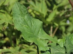 Geaderter Aronstab 'Pictum' -Günstiges Garten Zart Geschäft geaderter aronstab pictum m044594 w 1