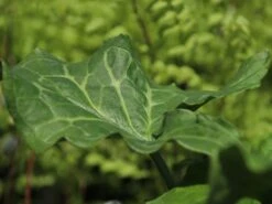 Geaderter Aronstab 'Pictum' -Günstiges Garten Zart Geschäft geaderter aronstab pictum m044594 w 4