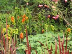 Geaderter Aronstab 'Pictum' -Günstiges Garten Zart Geschäft geaderter aronstab pictum m044594 w 5