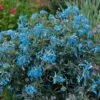 Gebogener Lerchensporn 'Porcelain Blue' 1 Gebogener Lerchensporn 'Porcelain Blue' -Günstiges Garten Zart Geschäft gebogener lerchensporn porcelain blue m117865 h 0