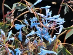 Gebogener Lerchensporn 'Porcelain Blue' -Günstiges Garten Zart Geschäft gebogener lerchensporn porcelain blue m117865 w 1