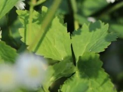 Gefülltblühender Hahnenfuß 'Pleniflorus' -Günstiges Garten Zart Geschäft gefuelltbluehender hahnenfuss pleniflorus m062932 w 1