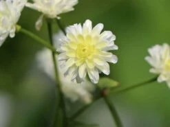 Gefülltblühender Hahnenfuß 'Pleniflorus' -Günstiges Garten Zart Geschäft gefuelltbluehender hahnenfuss pleniflorus m062932 w 2