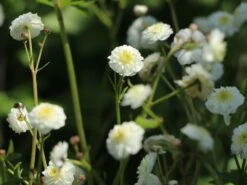 Gefülltblühender Hahnenfuß 'Pleniflorus' -Günstiges Garten Zart Geschäft gefuelltbluehender hahnenfuss pleniflorus m062932 w 3
