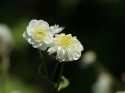 Gefülltblühender Hahnenfuß 'Pleniflorus' -Günstiges Garten Zart Geschäft gefuelltbluehender hahnenfuss pleniflorus m062932 w 4