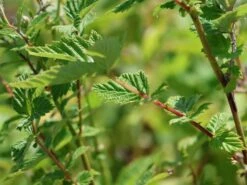 Gefülltblühendes Mädesüß 'Plena' -Günstiges Garten Zart Geschäft gefuelltbluehendes maedesuess plena m077615 w 1