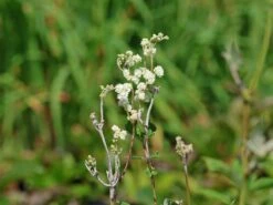 Gefülltblühendes Mädesüß 'Plena' -Günstiges Garten Zart Geschäft gefuelltbluehendes maedesuess plena m077615 w 2