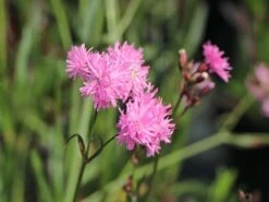 Gefülltblühende Kuckucks-Lichtnelke 'Petite Jenny' ®️ -Günstiges Garten Zart Geschäft gefuellte kuckucks lichtnelke jenny m087844 w 0