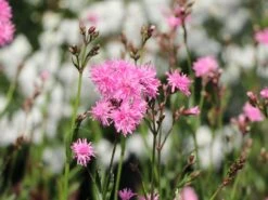 Gefülltblühende Kuckucks-Lichtnelke 'Petite Jenny' ®️ -Günstiges Garten Zart Geschäft gefuellte kuckucks lichtnelke jenny m087844 w 1