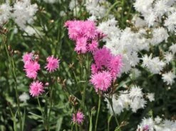 Gefülltblühende Kuckucks-Lichtnelke 'Petite Jenny' ®️ -Günstiges Garten Zart Geschäft gefuellte kuckucks lichtnelke jenny m087844 w 3