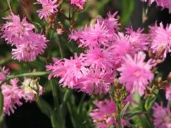 Gefülltblühende Kuckucks-Lichtnelke 'Petite Jenny' ®️ -Günstiges Garten Zart Geschäft gefuellte kuckucks lichtnelke jenny m087844 w 4