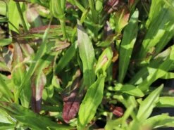 Gefülltblühende Kuckucks-Lichtnelke 'Petite Jenny' ®️ -Günstiges Garten Zart Geschäft gefuellte kuckucks lichtnelke jenny m087844 w 5