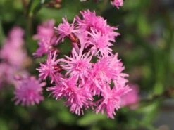 Gefülltblühende Kuckucks-Lichtnelke 'Petite Jenny' ®️ -Günstiges Garten Zart Geschäft gefuellte kuckucks lichtnelke jenny m087844 w 6