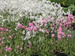 Gefülltblühende Kuckucks-Lichtnelke 'Petite Jenny' ®️ -Günstiges Garten Zart Geschäft gefuellte kuckucks lichtnelke jenny m087844 w 7