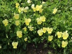 Hornveilchen / Gehörntes Stiefmütterchen 'Beshlie'