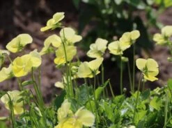 Hornveilchen / Gehörntes Stiefmütterchen 'Beshlie' -Günstiges Garten Zart Geschäft gehoerntes stiefmuetterchen beshlie m060755 w 0