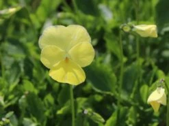 Hornveilchen / Gehörntes Stiefmütterchen 'Beshlie' -Günstiges Garten Zart Geschäft gehoerntes stiefmuetterchen beshlie m060755 w 1