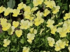 Hornveilchen / Gehörntes Stiefmütterchen 'Beshlie' -Günstiges Garten Zart Geschäft gehoerntes stiefmuetterchen beshlie m060755 w 2