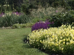 Hornveilchen / Gehörntes Stiefmütterchen 'Beshlie' -Günstiges Garten Zart Geschäft gehoerntes stiefmuetterchen beshlie m060755 w 3