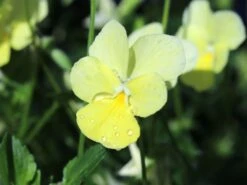 Hornveilchen / Gehörntes Stiefmütterchen 'Beshlie' -Günstiges Garten Zart Geschäft gehoerntes stiefmuetterchen beshlie m060755 w 4