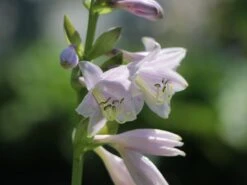 Gelblaubige Funkie 'August Moon' -Günstiges Garten Zart Geschäft gelblaubige funkie august moon m058960 w 0