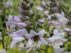 Gelblaubige Funkie 'August Moon' -Günstiges Garten Zart Geschäft gelblaubige funkie august moon m058960 w 1