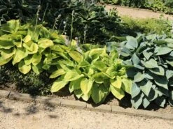 Gelblaubige Funkie 'August Moon' -Günstiges Garten Zart Geschäft gelblaubige funkie august moon m058960 w 5