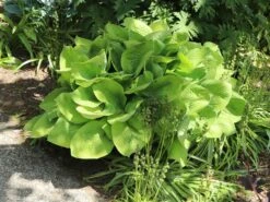 Gelblaubige Funkie 'August Moon' -Günstiges Garten Zart Geschäft gelblaubige funkie august moon m058960 w 6