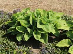 Gelblaubige Funkie 'August Moon' -Günstiges Garten Zart Geschäft gelblaubige funkie august moon m058960 w 8