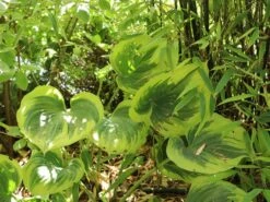 Gelbrand-Funkie 'Liberty' -Günstiges Garten Zart Geschäft gelbrand funkie liberty m059027 w 0