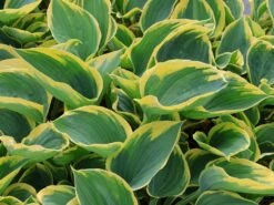 Gelbrand-Funkie 'Liberty' -Günstiges Garten Zart Geschäft gelbrand funkie liberty m059027 w 1