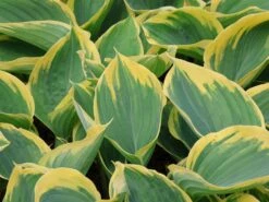 Gelbrand-Funkie 'Liberty' -Günstiges Garten Zart Geschäft gelbrand funkie liberty m059027 w 2