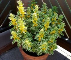 Gilbweiderich 'Alexander' -Günstiges Garten Zart Geschäft gilbweiderich alexander m075380 743455 0