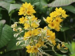 Gilbweiderich 'Alexander' -Günstiges Garten Zart Geschäft gilbweiderich alexander m075380 w 0