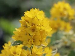 Gilbweiderich 'Alexander' -Günstiges Garten Zart Geschäft gilbweiderich alexander m075380 w 1