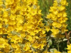 Gilbweiderich 'Alexander' -Günstiges Garten Zart Geschäft gilbweiderich alexander m075380 w 2