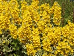 Gilbweiderich 'Alexander' -Günstiges Garten Zart Geschäft gilbweiderich alexander m075380 w 3