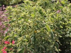 Gilbweiderich 'Alexander' -Günstiges Garten Zart Geschäft gilbweiderich alexander m075380 w 4