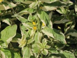 Gilbweiderich 'Alexander' -Günstiges Garten Zart Geschäft gilbweiderich alexander m075380 w 5