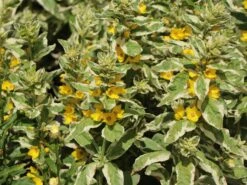 Gilbweiderich 'Alexander' -Günstiges Garten Zart Geschäft gilbweiderich alexander m075380 w 6