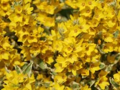 Gilbweiderich 'Alexander' -Günstiges Garten Zart Geschäft gilbweiderich alexander m075380 w 8