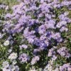 Glatte Aster 'Anneke Van Der Jeugd' -Günstiges Garten Zart Geschäft glatte aster anneke van der jeugd m057780 h 0