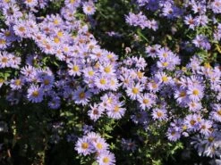 Glatte Aster 'Anneke Van Der Jeugd' -Günstiges Garten Zart Geschäft glatte aster anneke van der jeugd m057780 w 0