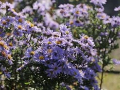 Glatte Aster 'Anneke Van Der Jeugd' -Günstiges Garten Zart Geschäft glatte aster anneke van der jeugd m057780 w 1