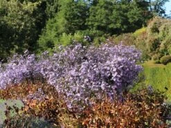 Glatte Aster 'Anneke Van Der Jeugd' -Günstiges Garten Zart Geschäft glatte aster anneke van der jeugd m057780 w 2