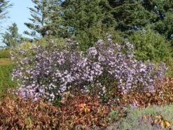 Glatte Aster 'Anneke Van Der Jeugd' -Günstiges Garten Zart Geschäft glatte aster anneke van der jeugd m057780 w 3