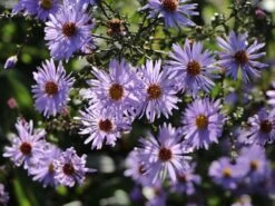 Glatte Aster 'Anneke Van Der Jeugd' -Günstiges Garten Zart Geschäft glatte aster anneke van der jeugd m057780 w 6