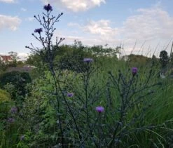 Glatte Aster 'Glow In The Dark' 27 Glatte Aster 'Glow In The Dark' -Günstiges Garten Zart Geschäft glatte aster glow in the dark m099331 96481 0