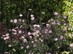 Glatte Aster 'Glow In The Dark' 18 Glatte Aster 'Glow In The Dark' -Günstiges Garten Zart Geschäft glatte aster glow in the dark m099331 w 0